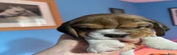Beagle dogs for sale: Beautiful Tri coloured Beagle bitch puppies  - Advert 4