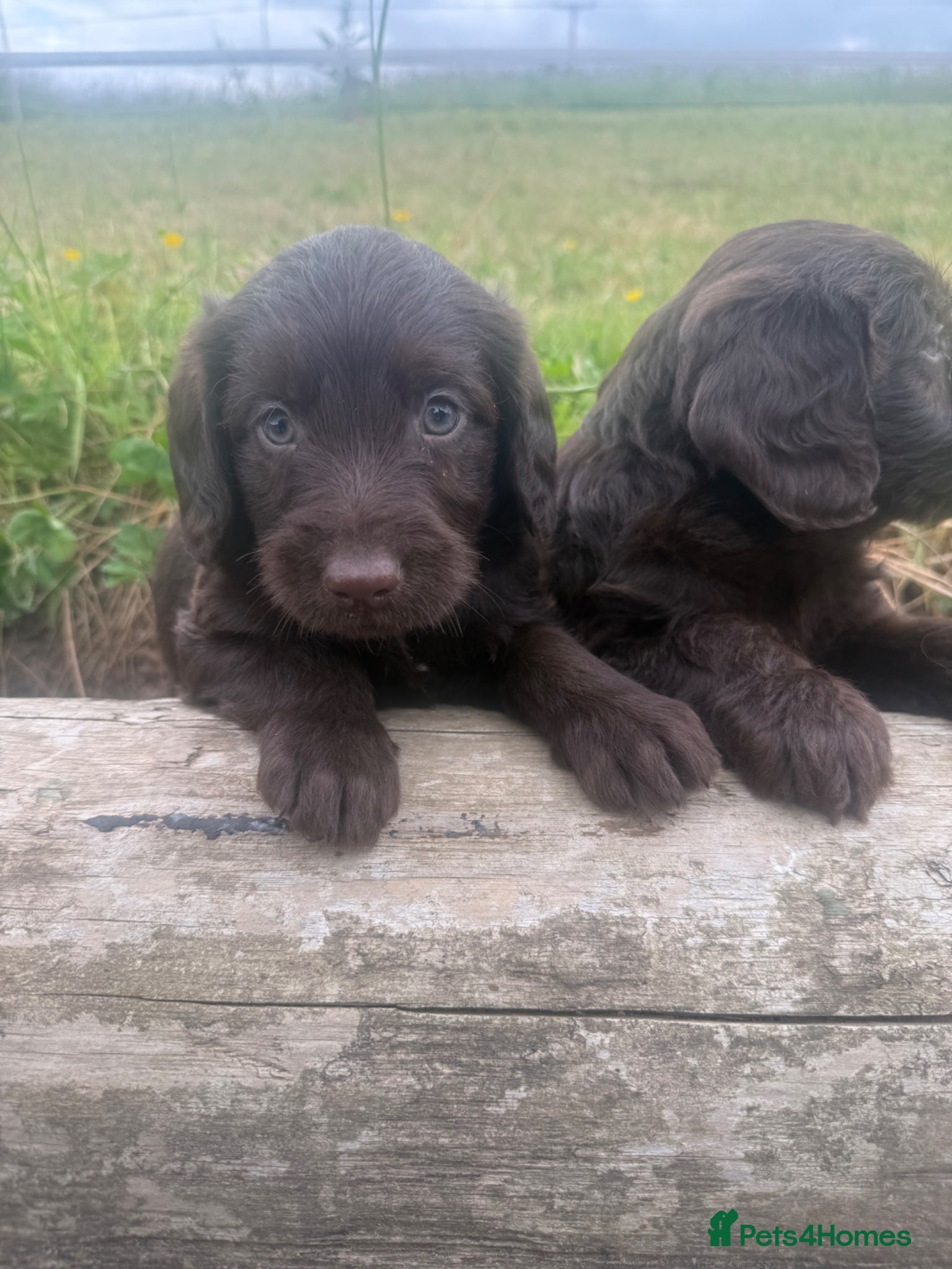Labradoodle dogs for sale: F1 miniature labradoodles  - Advert 4