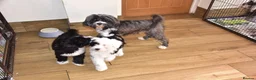 Tibetan Terrier dogs for sale: Super well reared puppy  - Advert 2