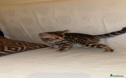 Bengal cats for sale: ⭐️⭐️QUALITY BENGAL FEMALE KITTEN⭐️⭐️ - Image 7