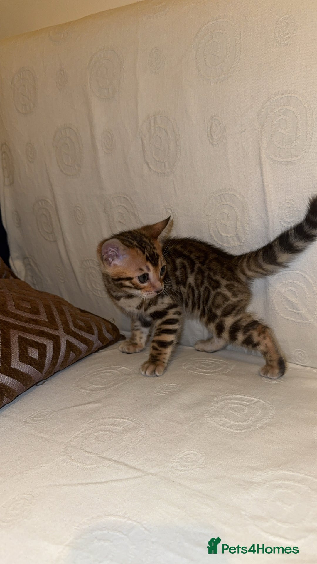 Bengal cats for sale: ⭐️⭐️QUALITY BENGAL FEMALE KITTEN⭐️⭐️ - Image 7