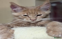 Maine Coon cats for sale: Last Ginger Boy Pure Mainecoon! - Image 24