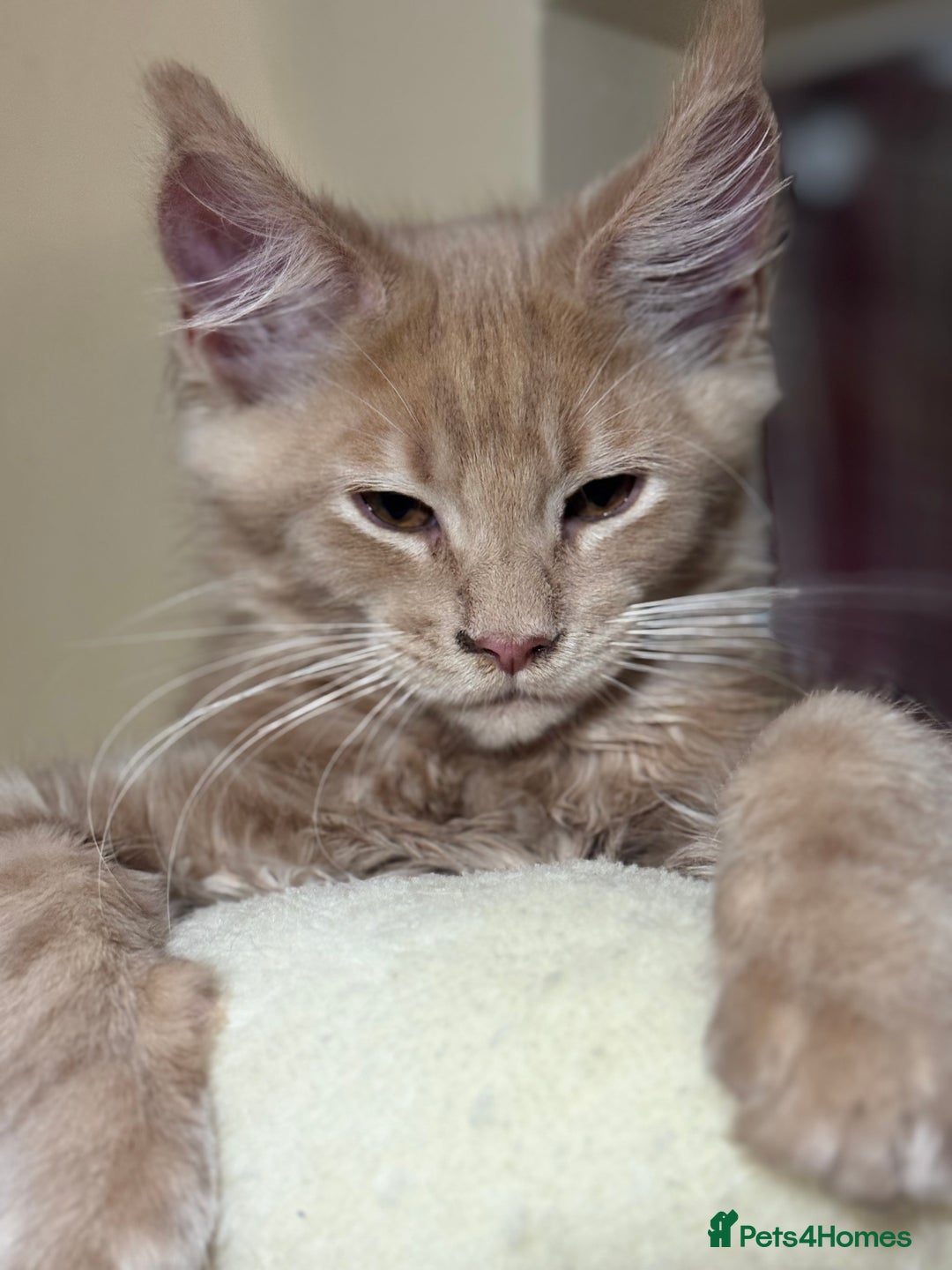 Maine Coon cats for sale: Last Ginger Boy Pure Mainecoon! - Image 24