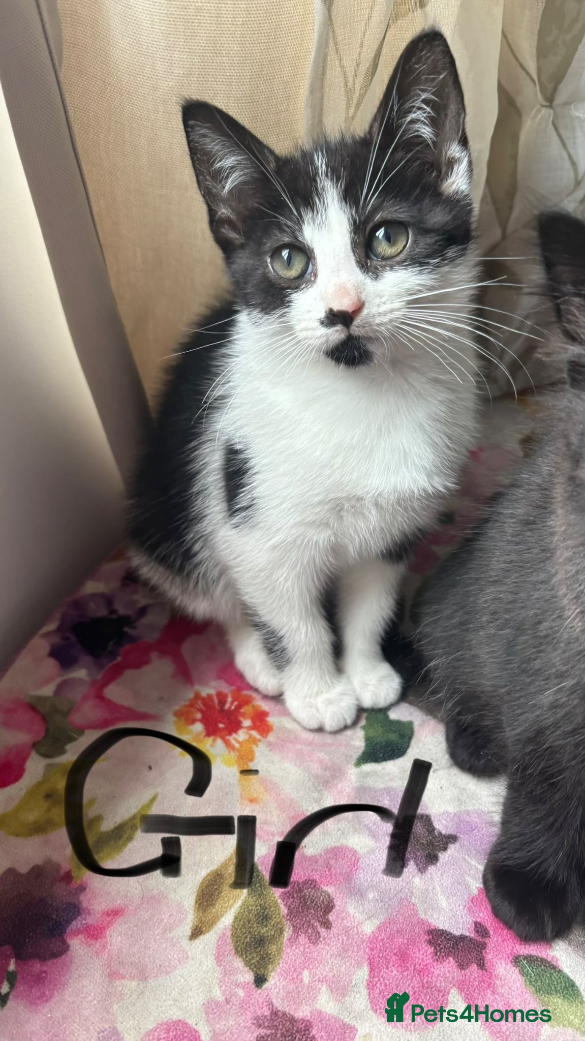 Mixed Breed cats for sale: Kittens for sale - Advert 5