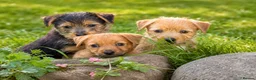Mixed Breed dogs for sale: Stunning NORFOLK TERRIER X JACK RUSSELL  in Chester - Advert 7