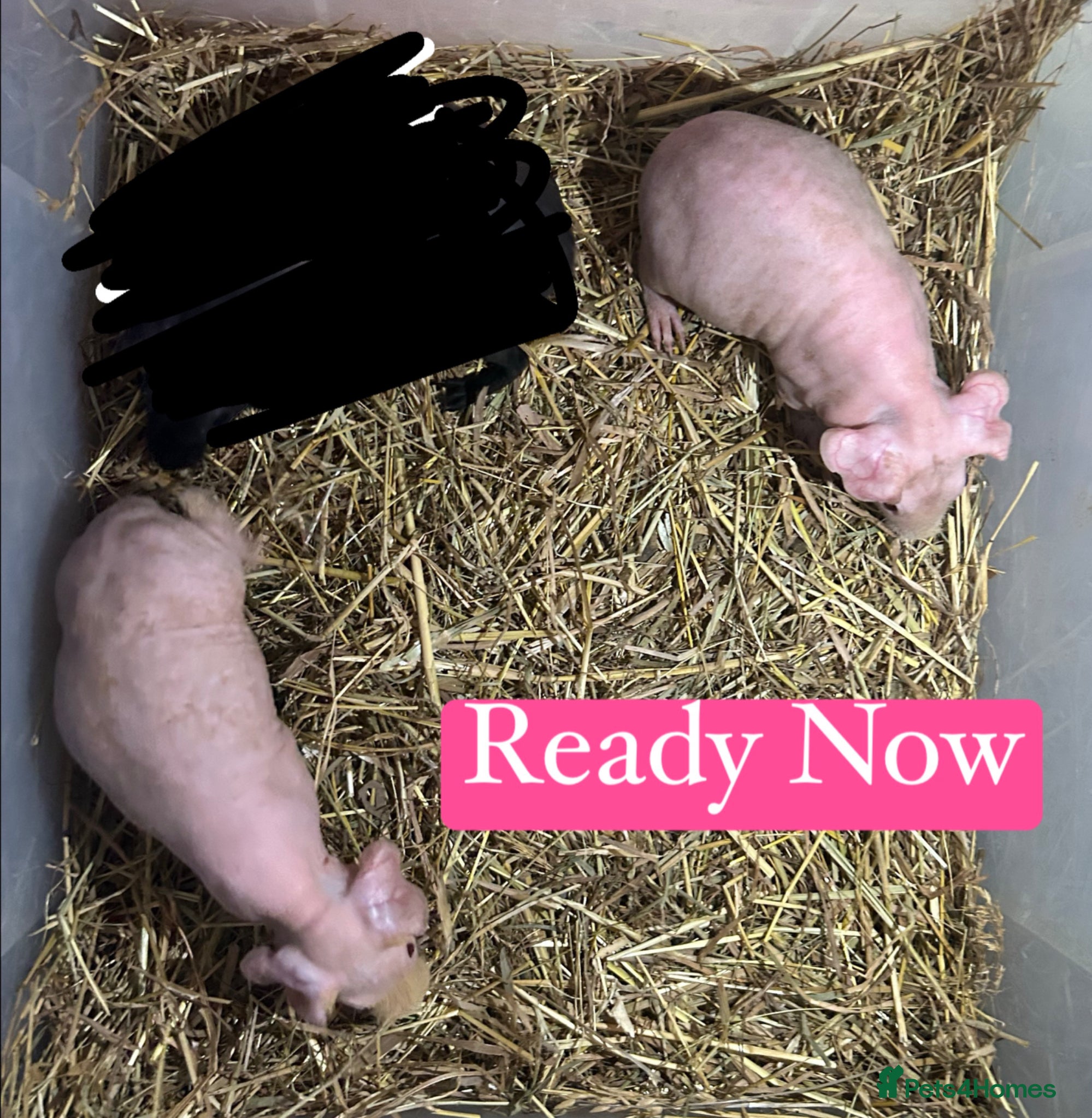Guinea Pig rodents Skinny Pig Sows  - Advert 17