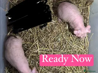 Guinea Pig rodents Skinny Pig Sows - Advert 9
