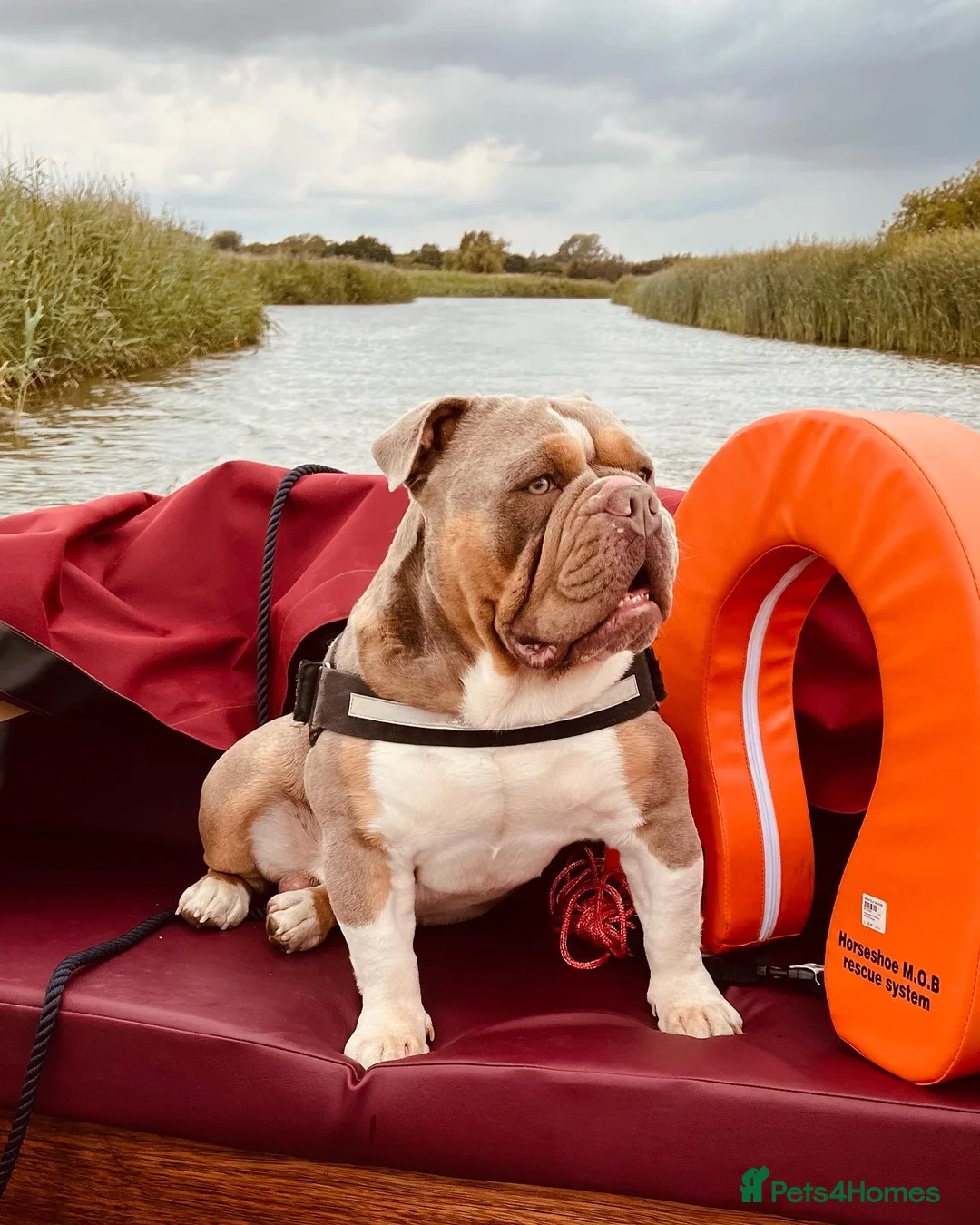 Olde English Bulldogge dogs for stud: PROVEN STUD - Floyd, Olde English Bulldogge in Nottingham - Advert 2