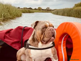 Olde English Bulldogge dogs PROVEN STUD - Floyd, Olde English Bulldogge - Advert 3