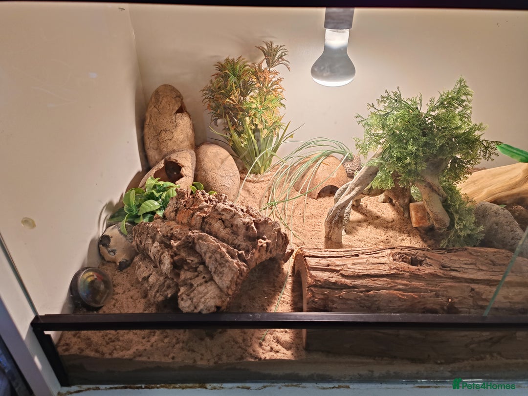Leopard Gecko reptiles for sale: Female Leopard Gecko with Full Set-Up - Advert 4
