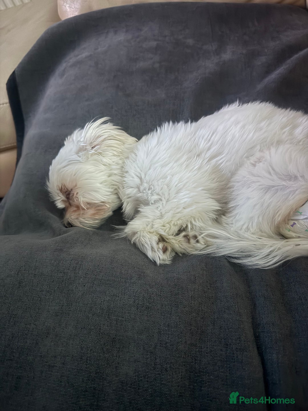 Bichon Frise dogs for sale: Sweet & Loving Bichon Frise Girl Looking for home  - Advert 6