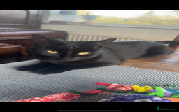 Mixed Breed cats for sale: Cat and kitten for sale  - Image 1