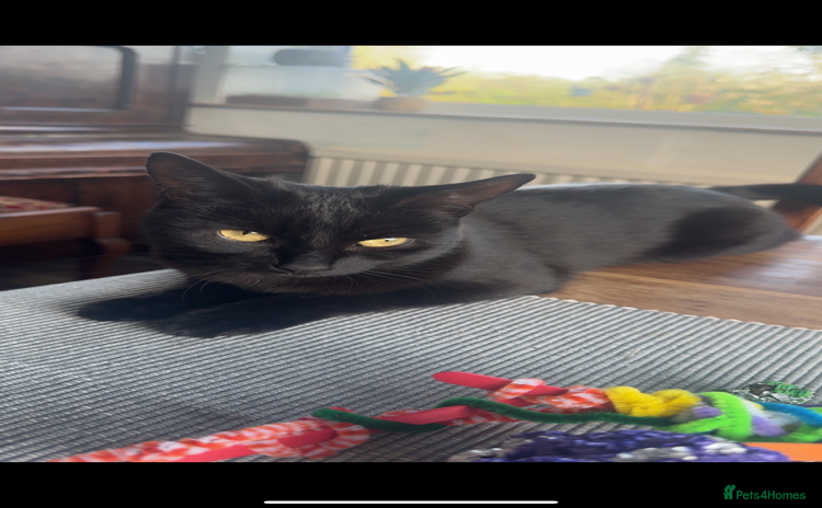 Mixed Breed cats - Advert 6