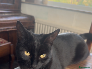 Mixed Breed cats - Advert 2