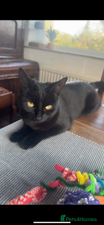 Mixed Breed cats - Advert 4