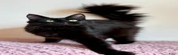 Maine Coon cats for sale: Beautiful Maine Coon female - Advert 4