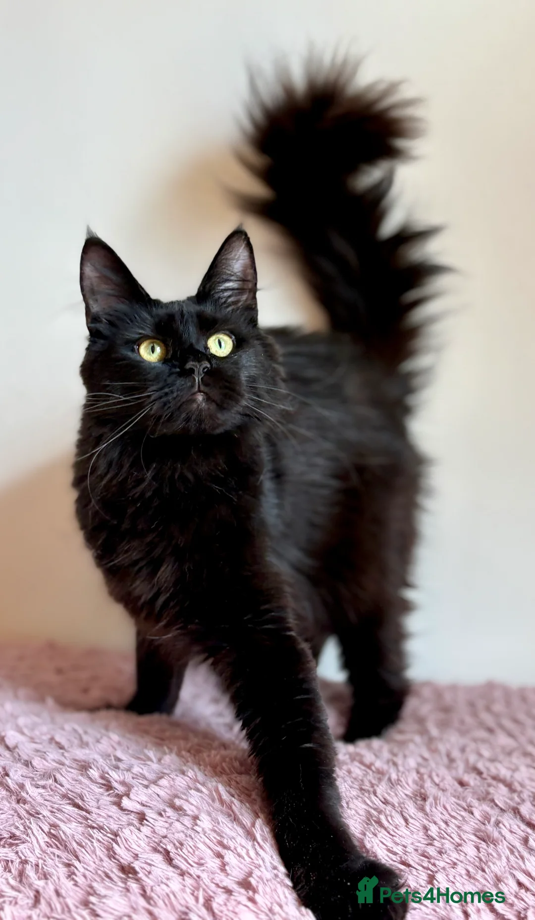 Maine Coon cats for sale: Beautiful Maine Coon female - Advert 4