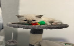 Ragdoll cats for sale: Beautiful ragdoll kittens  - Image 3