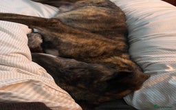 Lurcher dogs for sale: 🍁🦮 Henry 🖤 - Image 5