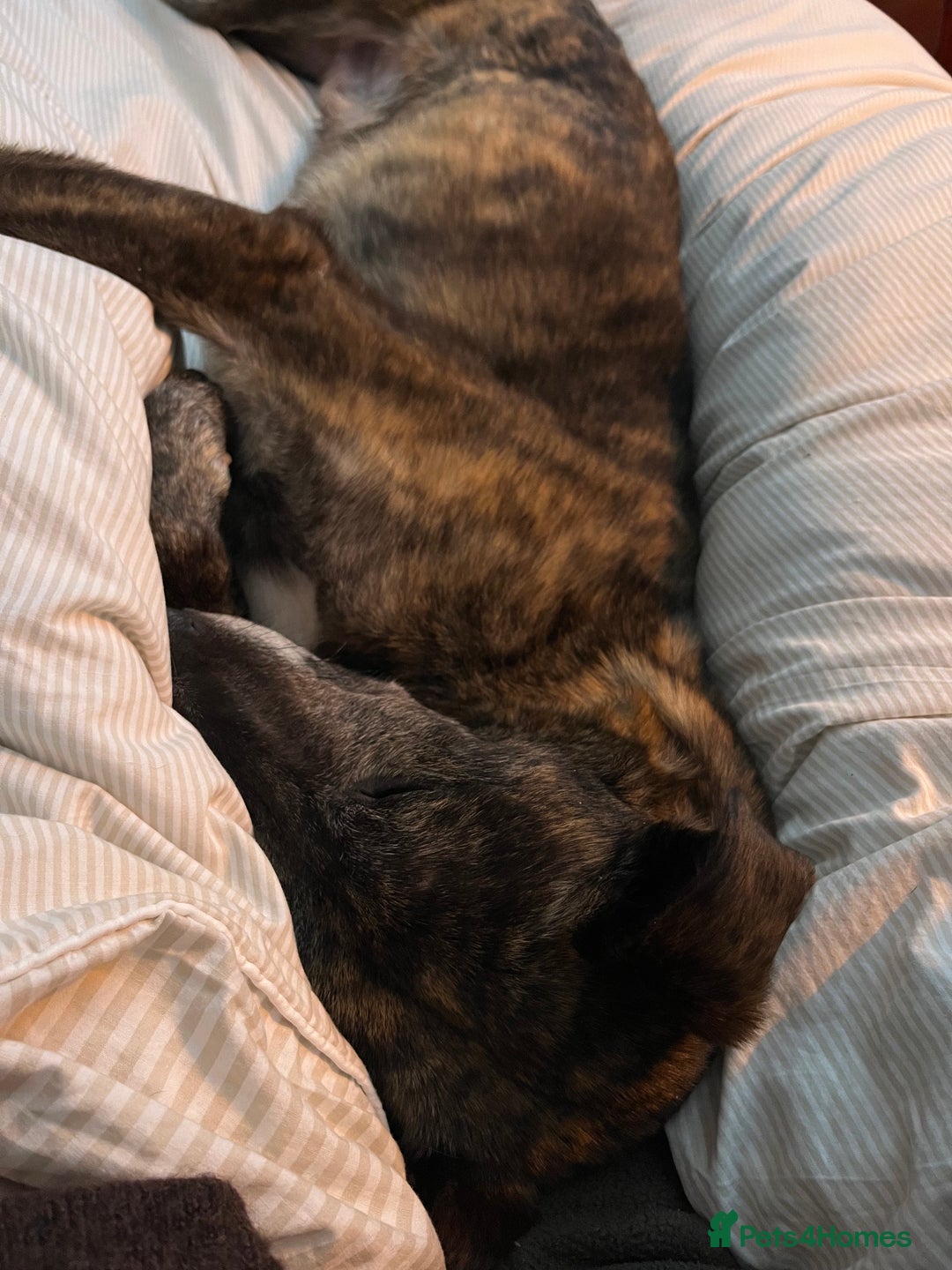 Lurcher dogs for sale: 🍁🦮 Henry 🖤 - Image 5