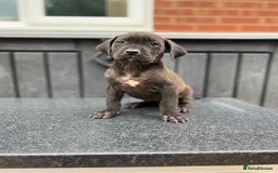 Presa Canario dogs for sale: Black Presa Pups for sale working line  - Image 12