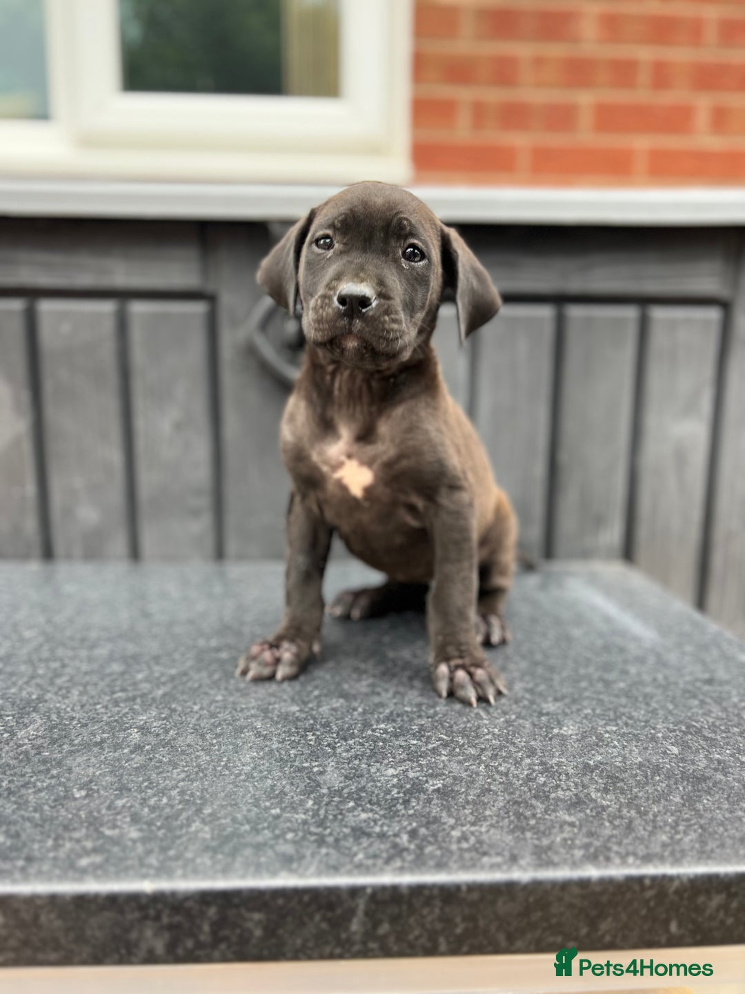 Presa Canario dogs for sale: Black Presa Pups for sale working line  - Image 12
