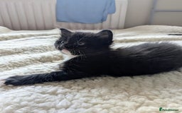 Mixed Breed cats for sale: adorable kittens for sale - Image 8