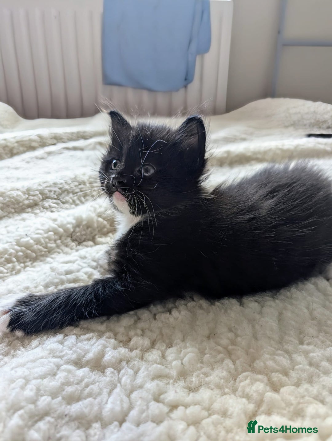 Mixed Breed cats for sale: adorable kittens for sale - Image 8