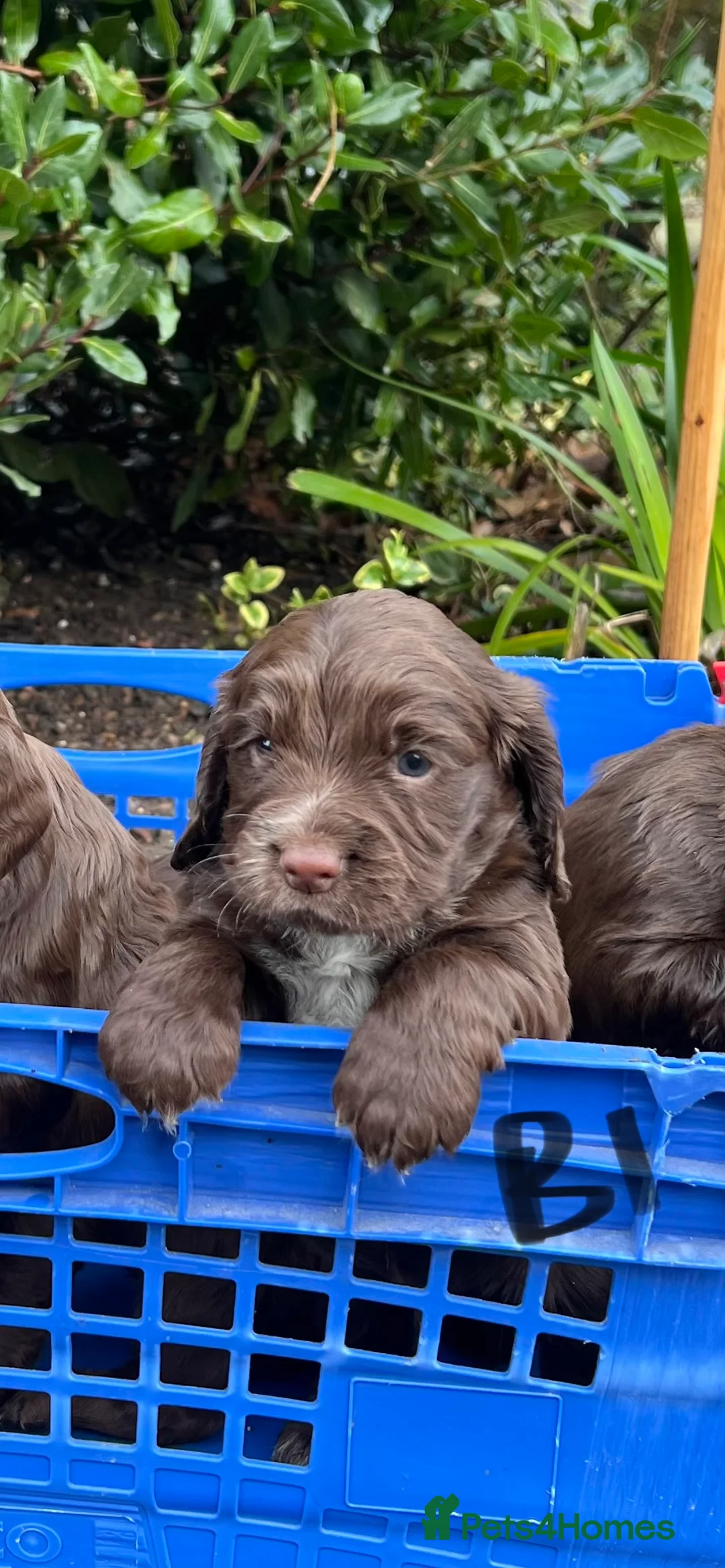 Cocker Spaniel dogs for sale: Beautiful Cocker Spaniel Puppies  - Advert 4