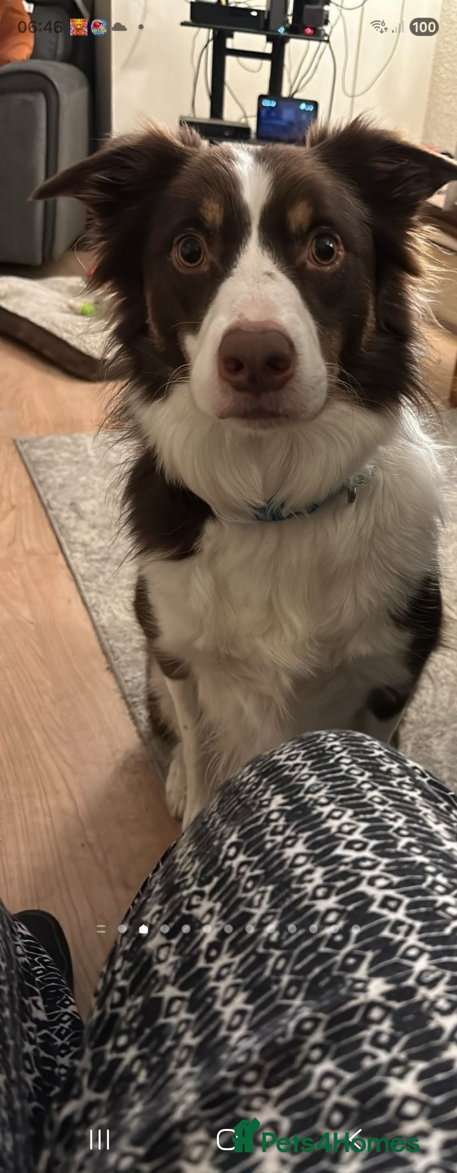 Border Collie dogs Border collie  - Advert 4