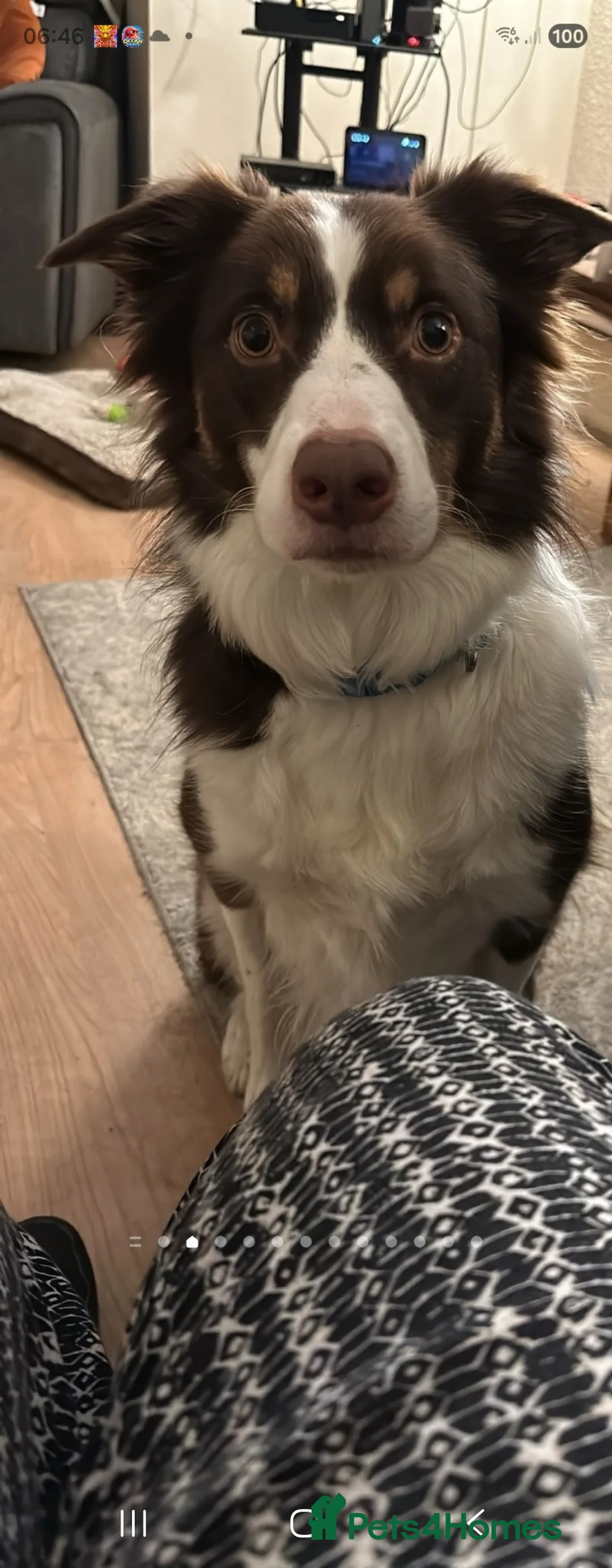 Border Collie dogs for sale: Border collie  - Advert 1