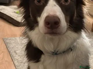 Border Collie dogs Border collie - Advert 4