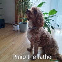 Cavapoo dogs F2 Cavapoo, Dog breeding license - Advert 2