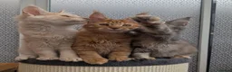 Maine Coon cats for sale: Stunning Tica registered Maine coons - Advert 26