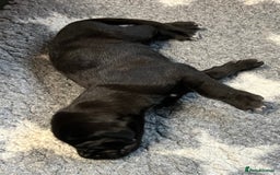 Great Dane dogs for sale: Great Dane pups our own 4th Generation  - Image 5