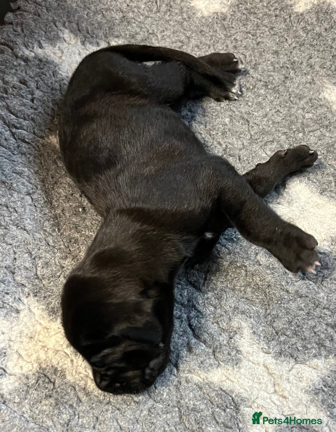 Great Dane dogs for sale: Great Dane pups our own 4th Generation  - Image 5