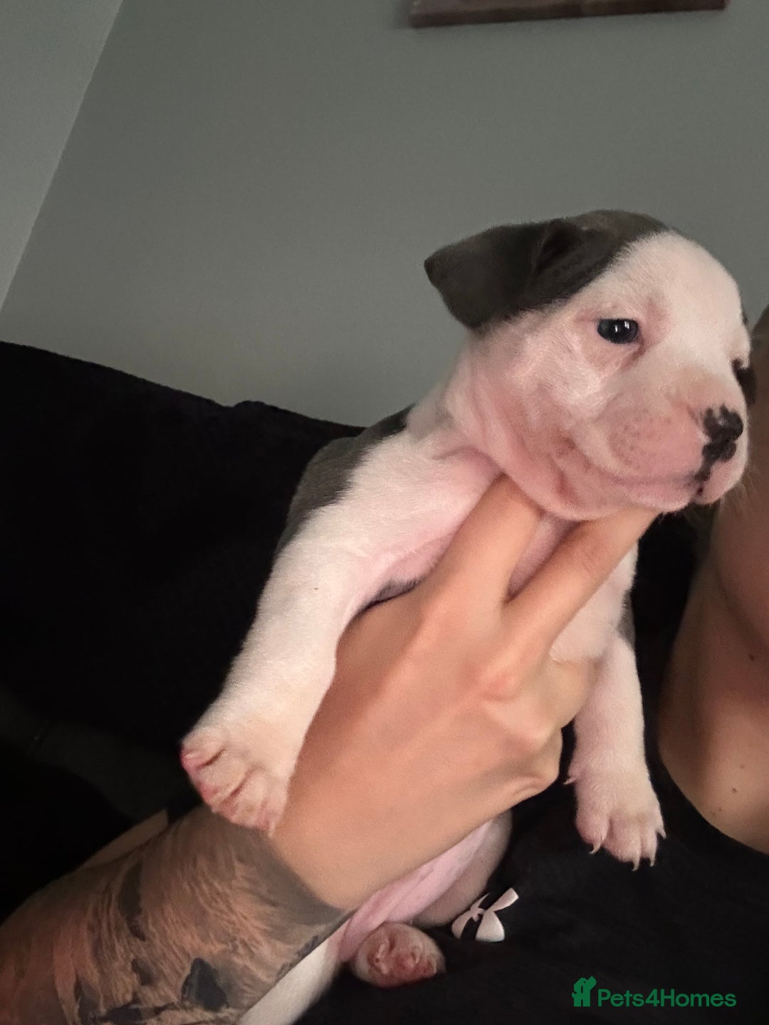 Mixed Breed dogs for sale: 5 week old staffie pups for sale - Image 14
