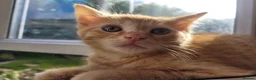 Mixed Breed cats for sale: Stunning Part Siamese Kittens. in Wrexham - Advert 6