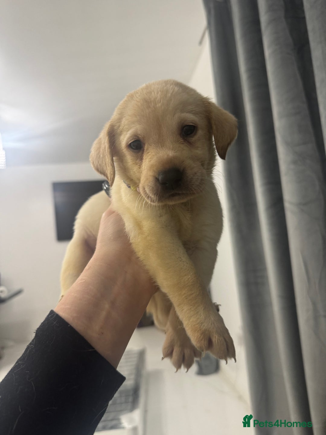 Labrador Retriever dogs for sale: Full breed Labrador retriever puppy’s  - Image 28