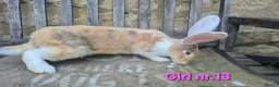 Continental Giant rabbits for sale: VACCINATED Pure Continental Giant  - Advert 21