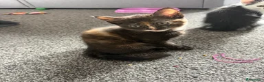 Mixed Breed Kitten 3