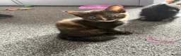 Mixed Breed cats for sale: Beautiful kittens - Advert 3