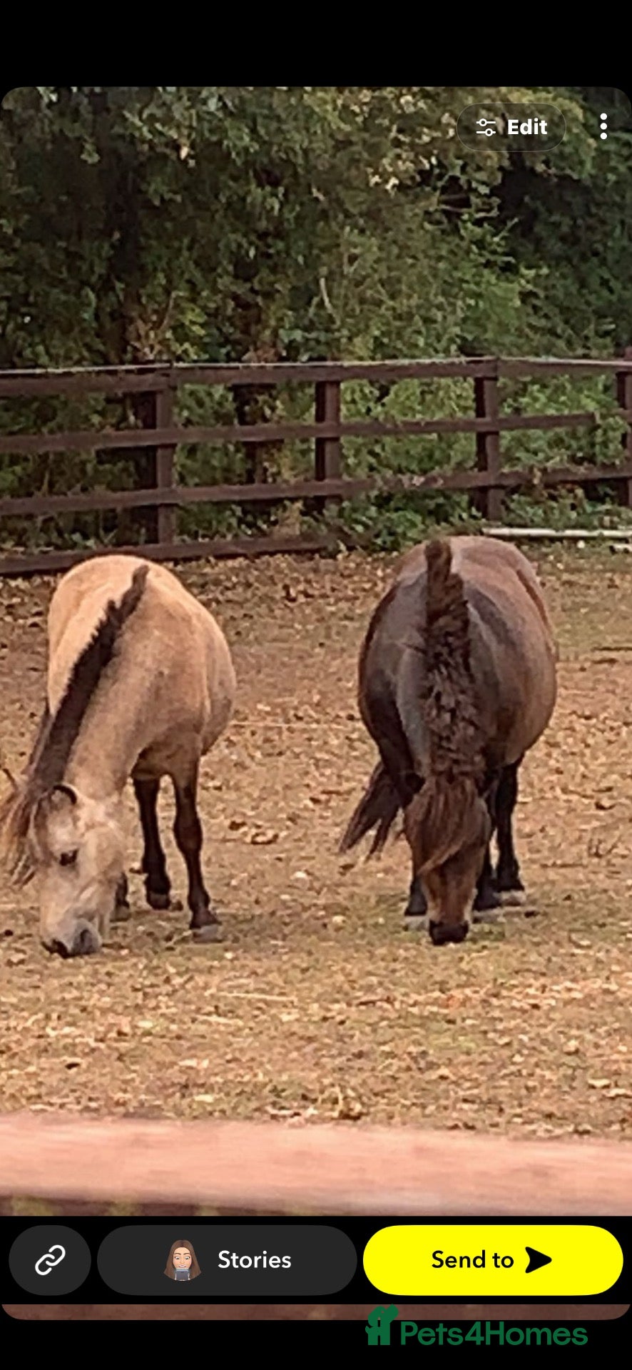 Shetland pony horses Buckskin Shetland pony  - Advert 4