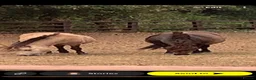 Shetland pony horses for sale: Buckskin Shetland pony  - Advert 1