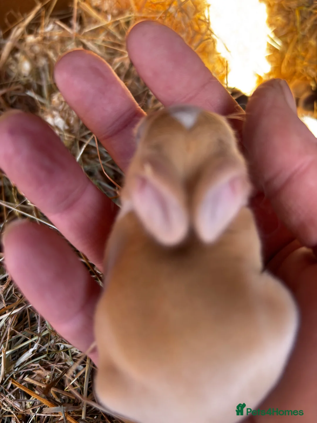 English Lop rabbits for sale: Beautiful rabbits  - Advert 2
