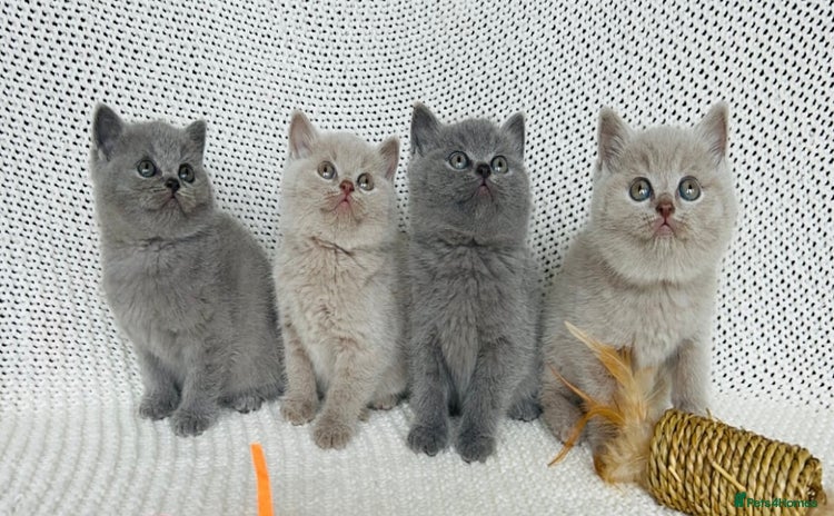 British Shorthair cats - Advert 1