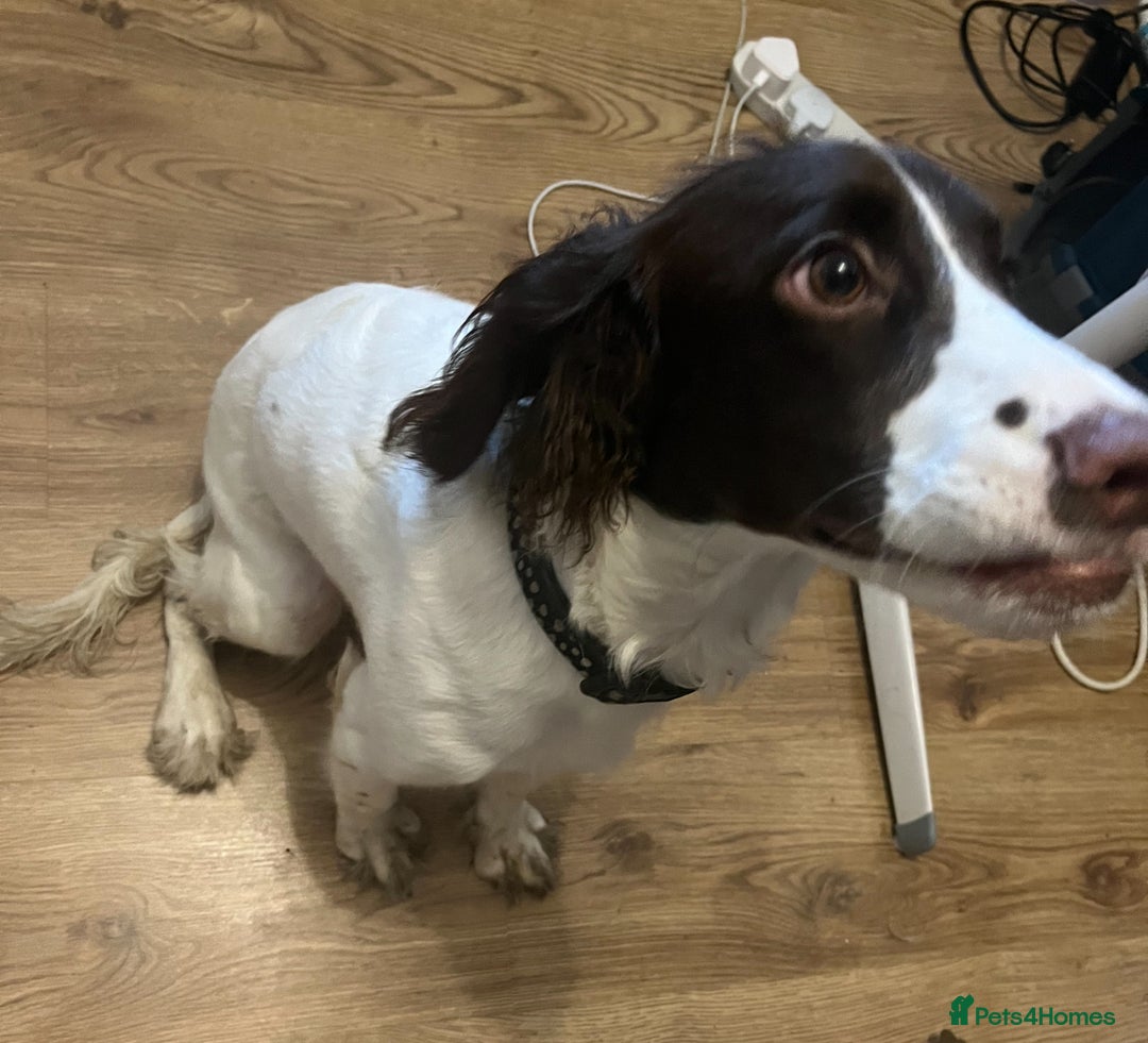 Cocker Spaniel dogs for sale: Beautiful Cocker Spaniel - Advert 1