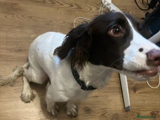 Cocker Spaniel dogs Beautiful Cocker Spaniel - Advert 12