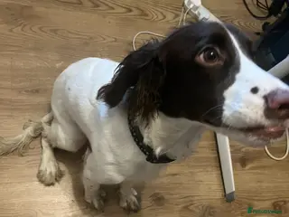 Cocker Spaniel dogs Beautiful Cocker Spaniel - Advert 16