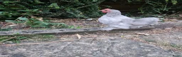 Chickens poultry for sale: Lavender pekin young cockerel FREE - Advert 3